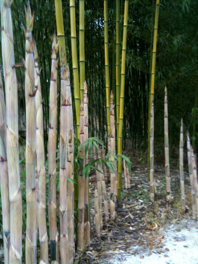Giant Bamboo Shoots in Spring